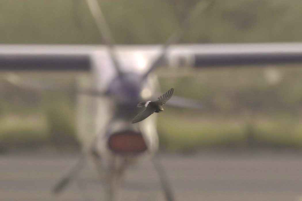 Little Swift